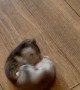 Hamster Sisters Fight