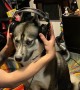 Husky Discovers His Uncle’s Voice Through Headset
