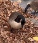 Goose Chases Cracker Across Ice