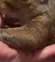 Pet Squirrel Comes To Owner For Comfort