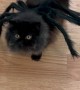 Persian Cat's Spooky Spider Costume