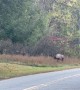Elk Walks Up to Cameraman During Rut Season