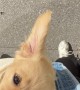 Puppy Content to Be Carried Around Big City