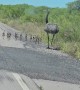 Mama Rhea and Chicks Spotted on the Road