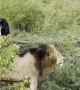 Male Lion Roaring Into the Mist at Masai Mara National Park
