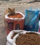Stray Cat Sneaks a Free Meal From Pet Shop