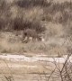 Kgalagadi Cheetah Cubs Learn To Hunt