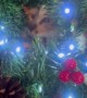 Kitten Hides in Christmas Tree