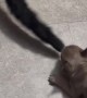 Cat Unbothered By Playful Puppy
