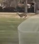 Running Deer Keeps Pace With Car