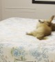 Dog Rolling on Hotel Bed