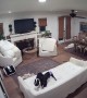 Boston Terriers Tear Up the Couch