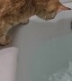 Cat Falls Into Tub