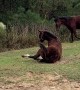 Horse Takes a Dramatic Fall