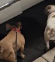 Frenchies Welcome Their Mom Home