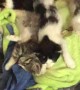 Sleeping Kittens Slowly Wake Up