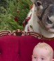 Reindeer Eats Food From Kiddo's Head