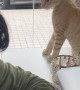 Cat Picks A Fight With Manicurist