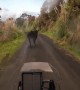 Typical Traffic in the New Zealand Countryside