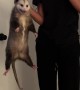Girl Catches an Opossum in the Garage