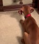 Puppy Wants to Play With Her Reflection