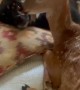 Dog Comforts Rescued Fawn