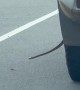 Snake Hitching a Ride