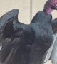 Turkey Vulture Visits Office Window
