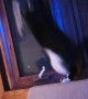 Cat Zoomies Takes Down Window Screen