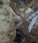 The Broadnosed Pipefish Is a Master Camouflage