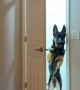 Closed Door Doesn't Stop Shepherd's Morning Greeting