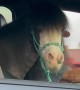 Miniature Horse Is Perfect Passenger Princess