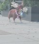 Bulldog in a Reindeer Outfit