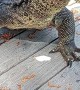 Semiwild Varanus Salvator Eats Chicken Pasta