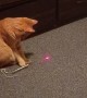 Cat Aims Laser Pointer