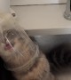 Cat Licks Leftovers From Tupperware