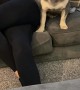 Cooper the Frenchie Humping the Couch