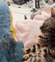 Cat Puts Up With Silly Macaw
