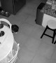Cat Pulls Table Cloth Off in Accidental Magic Trick