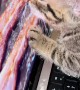 Kitten Licks On-Screen Bacon