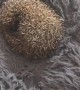 Dog Brings Home His Own Pet Hedgehog