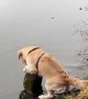 Golden Retriever Struggles To Stand On Stump