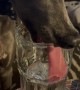 Thirsty Whippet