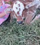 Little Girl Loves Her Calf