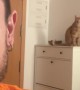 Cat Calmly Knocks Down Phone