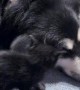 Tiny Kitten Plays With Big Dog's Floppy Ears