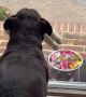 Belly-Dancing Dog Excited for Trick-or-Treaters