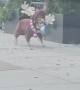Bulldog in a Reindeer Costume Walks Through Downtown Chicago