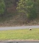 Flipping Frenchie Chases a Deer