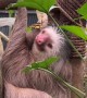 Sloth Plays With Butterfly Bestie